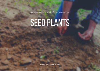 Types of Seed Plants Detail about Angiosperms and Gymnosperms Seed Plants