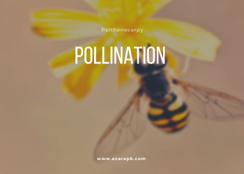 What is Pollination Treatment and seed Improvement // Detail about Parthenocarpy