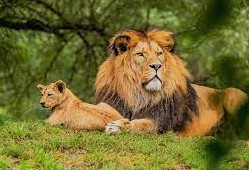 Basic Requirement’s of Wildlife and Limiting Factors for Wildlife