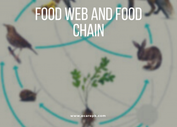 Detail About Food Web and Food Chain and their Function
