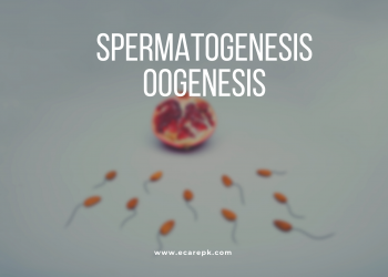 Difference Between Spermatogenesis and Oogenesis Detail About Their Phase