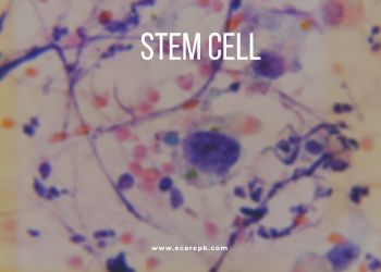 Stem Cell and Potency of Stem Cell with their Types and Examples