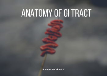 Structure and Anatomy of Lower Gastric Intestinal Tract with Detail of their Parts
