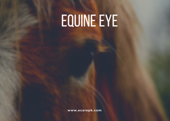 The Equine Eye or Vision Equine Eye of Land Animals and Night Vision Explain with Full Detail