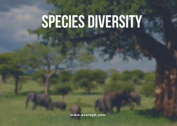 What is Biodiversity Species Diversity and Ecosystem Diversity Explanations
