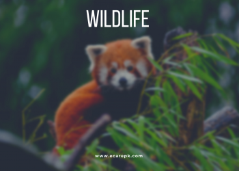 What is Wildlife and Classification Sub Classification of Mammals