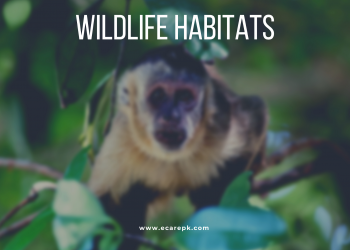 Wild Life Habitat Their Types and Factors Depended on Habitat // Animals Behavior and Adaptations