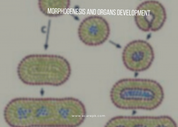 Define Organogenesis and What Do You Understand by the Term Morphogenesis?