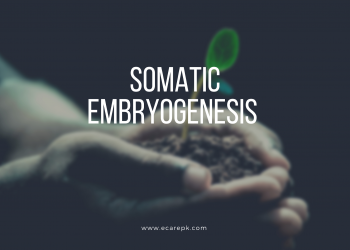 Explain Somatic Embryogenesis What Do You Understand by the Term Germination?