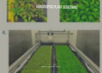 Genetic Screening of Arabidopsis Plants for Developmental Defects Exact Cell Division isn’t Needed for Design Arrangement.