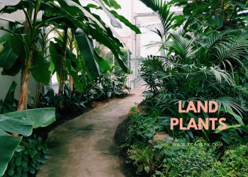 Land Plants in Which Bryophytes their Types and Seedless Vascular Plants Types With Uses