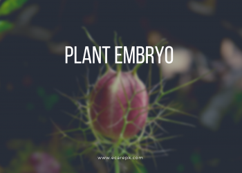 Plants Embryogenesis Describe the Process of Plant Embryogenesis
