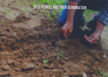 Seed Plants their Mode of Germination and Angiosperms in Plant Diversity