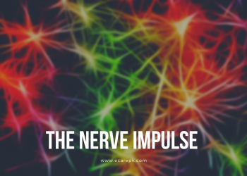 The Nerve Impulse Types of Neuron and Their Mode of Electrical Charge
