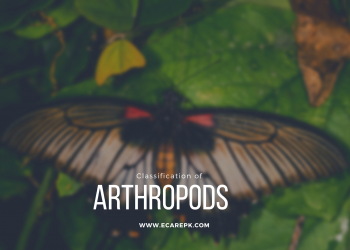 List Common Characteristics for the Identification of Arthropods Explain Briefly Taxonomy of Arthropods