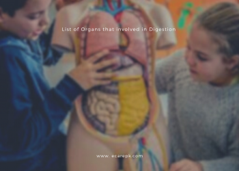 List of Organs that are Involved in Digestion Process and Digestive Organ