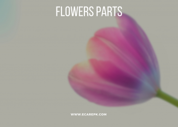 Parts of Flowers Their Reproductive Parts and Blooms Contain the Plant’s Conceptive Developments