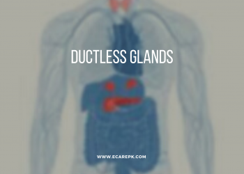 Rundown of Ductless Glands present in the Human Body and their Performed Functions