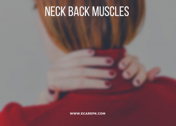 Notes on the Human Neck’s Back Muscles | Human Anatomy Muscles of the back