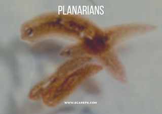 What are Planarians and their Key to Regeneration Methods Use for Regeneration