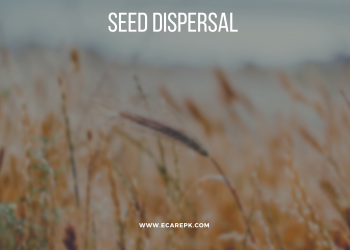 What is Seed Dispersal? Types of Seed Dispersal by Wind ,Water // Seed Dispersal by Animal and Birds