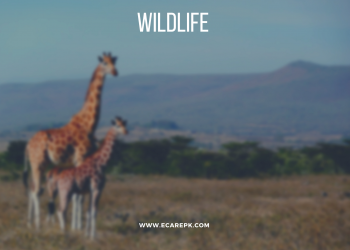 Wild Life Conservation their Reasons Why Forests and Wild Life Matter with Preservation of Forest